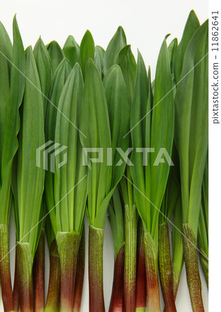 Garlic clamor 11862641