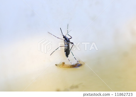 Emergence of mosquitoes 11862723