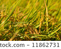 Fertility 11862731