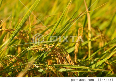 Fertility Fertility 11862731