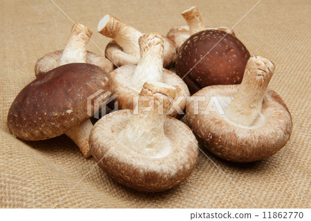 Shiitake mushroom 11862770