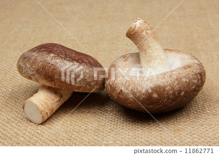 Shiitake mushroom Shiitake mushroom 11862771