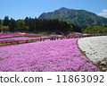 Shiba Sakura no Oka（Rishan Park）和Mt. 11863092