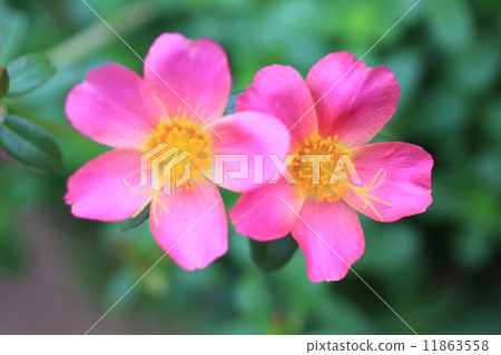 Sanuraca Sanuraca 11863558