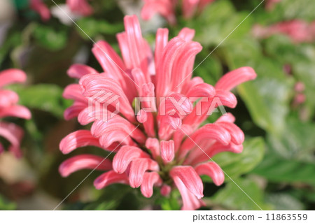 Sango bana Sango bana 11863559