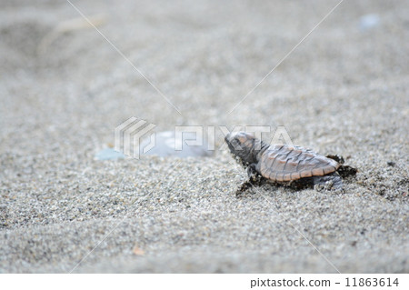 A trip of a loggerhead turtle 11863614