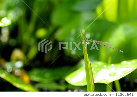 Itoto Tombo的世界 11863641