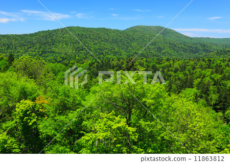 Forest of Furano in Hokkaido 11863812