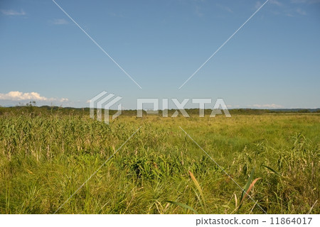 Kushiro Wetland Polar stroll wood road 11864017