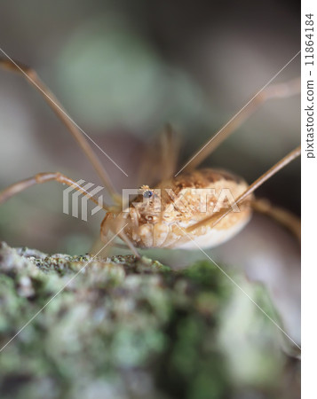 Opiliones spider 11864184