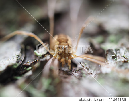Opiliones spider 11864186