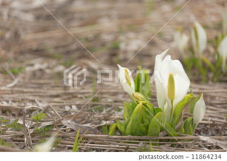 Water Basho 11864234