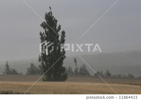 Tree of happiness standing in the morning sun 11864415