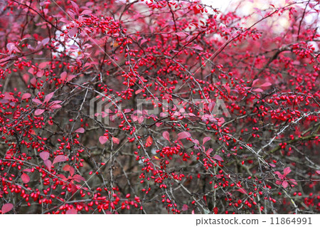 Ripe berries of barberry 11864991