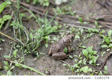 Tsuchigael回來02 11865279