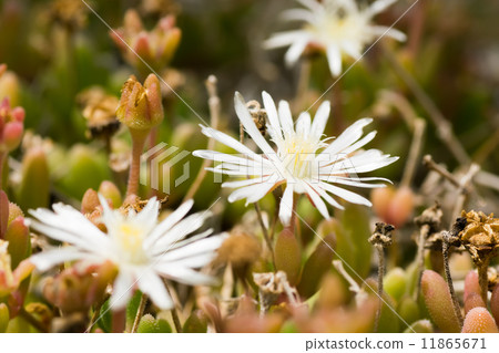Delrosperma · carouicum, Cunnina family, South Africa 11865671