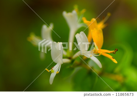 Fish honeysuckle, honeysuckle family, Ryukyusu 11865673