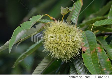 Chestnut  11865834