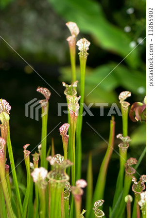 Salacenia·Leucophila，Salacenianaceae，南美洲南美洲 11865902