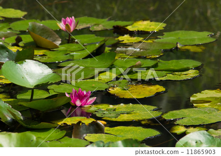 紅潮百合花 11865903