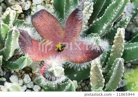 Stapelia·Grandi Folola，馬鈴薯，南非（海角），德蘭士瓦 11865944