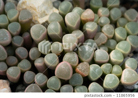 Fenestaria · Loparofila, gun ball, Cranea family, South Africa 11865956