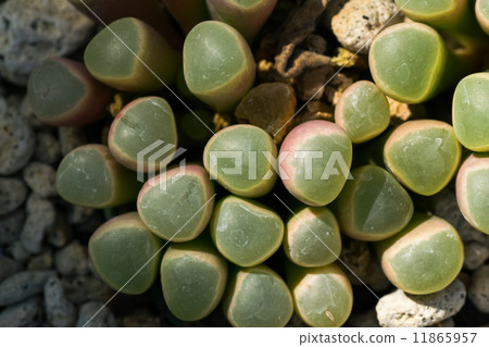 Fenestaria · Loparofila, gun ball, Cranea family, South Africa 11865957