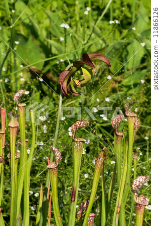 Salacenia·Leucophila，Salacenianaceae，南美洲南美洲 11866126