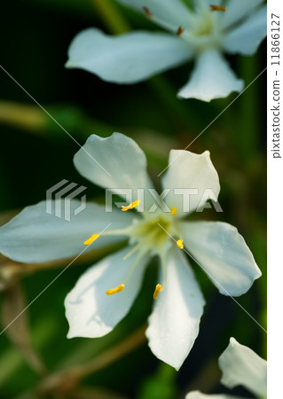 Lydia · species name unknown, family Pinaceae Lydia · species name unknown, family Pinaceae 11866127
