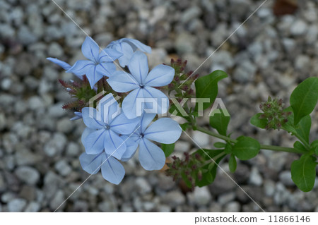 Rurimatsuri, Ruri Mari, South Africa Rurimatsuri, Ruri Mari, South Africa 11866146