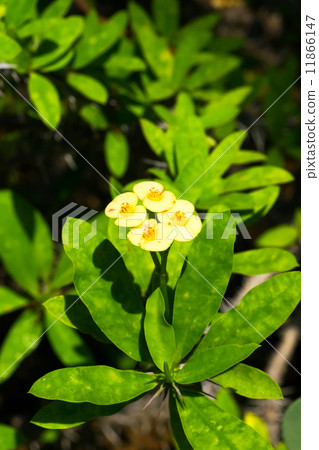 Hanaquilin, Euphorbiaceae, Madagascar 11866147