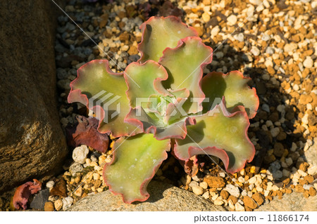 Echeveria·Halmysea，Benvenaceae科 11866174