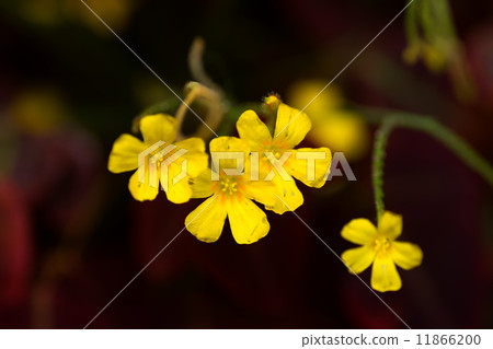 Oxalis · Hedicoides, Rubra, Tabraceae, Brazil Oxalis · Hedicoides, Rubra, Tabraceae, Brazil 11866200