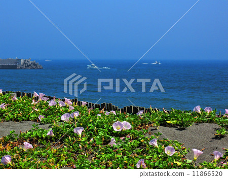 海鈴 11866520