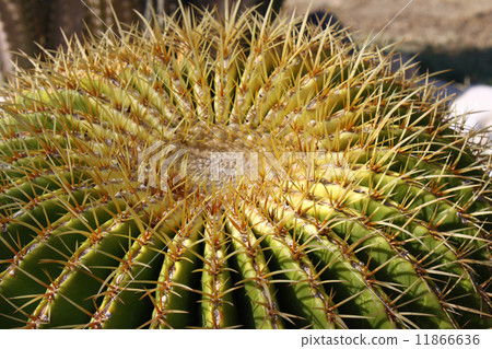 Golden ball cactus 11866636