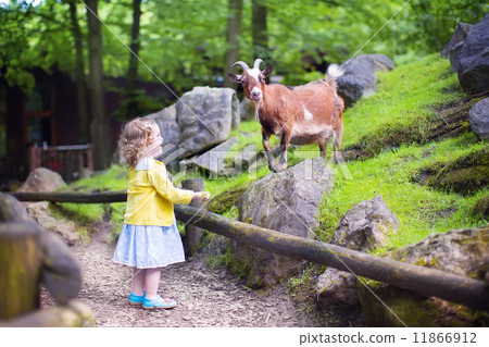 Little girl feeding a goat 11866912