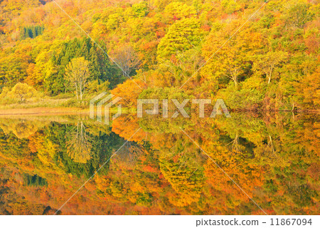 Autumn leaves of Nabekura Plateau Autumn leaves of Nabekura Plateau 11867094