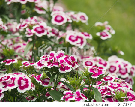 American Nadesico 11867377