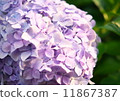 hydrangea   11867387