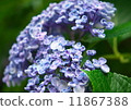 hydrangea   11867388