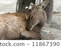 A deer 11867390