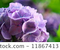 hydrangea   11867413