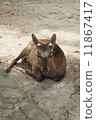 A deer 11867417