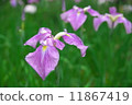 Iris iris (Hana shawab) 11867419