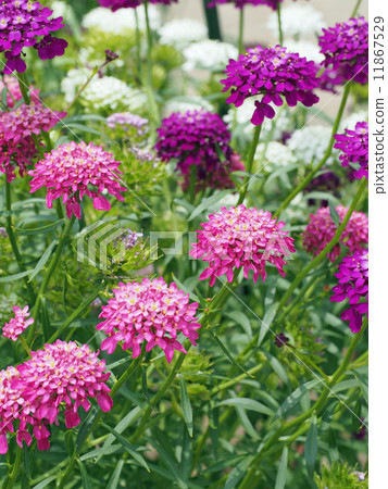 糖果塔夫脫 糖果塔夫脫 11867529