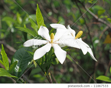 Gardenia 11867533