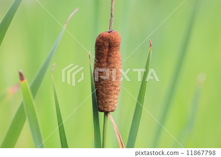 Gamanoho Gamanoho 11867798