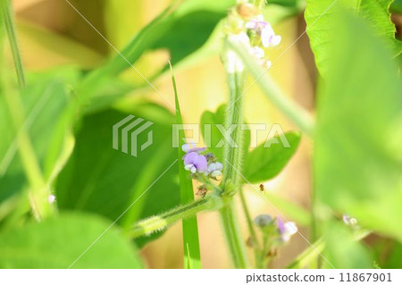 大豆花 11867901