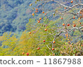 Persimmon nuts and bulbul 11867988