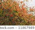 Suzuragi's persimmon 11867989